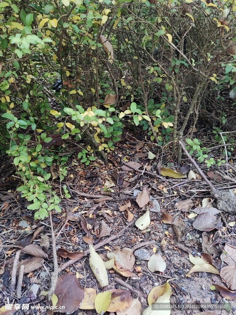 林间碎石与蔓生绿植