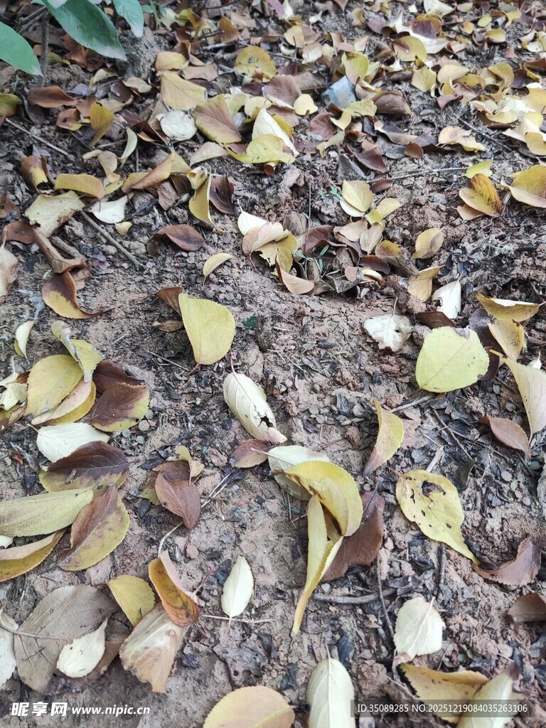地面散落的枯黄落叶