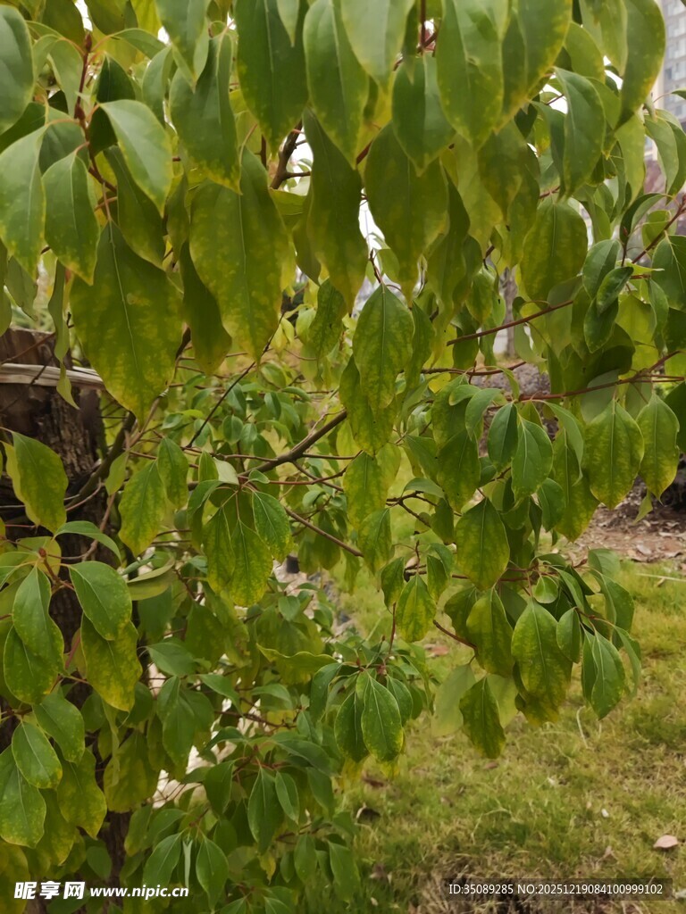 绿叶繁茂的树枝
