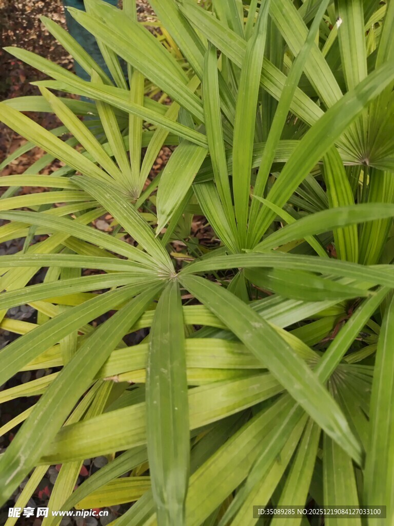 翠绿舒展的植物叶片