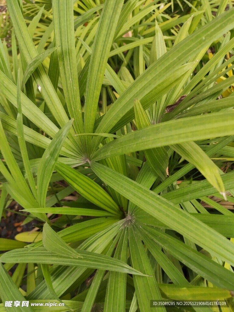 翠绿细长叶片的植物