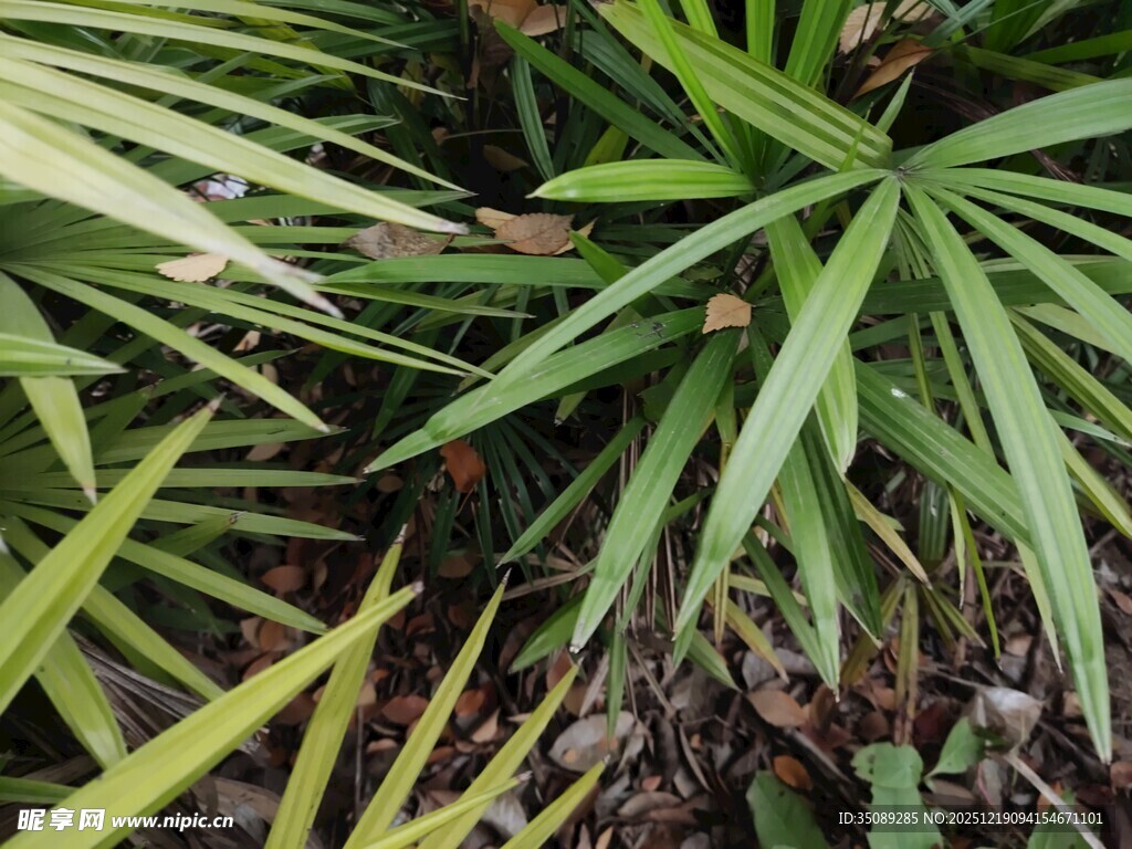 翠绿蒲葵叶片特写