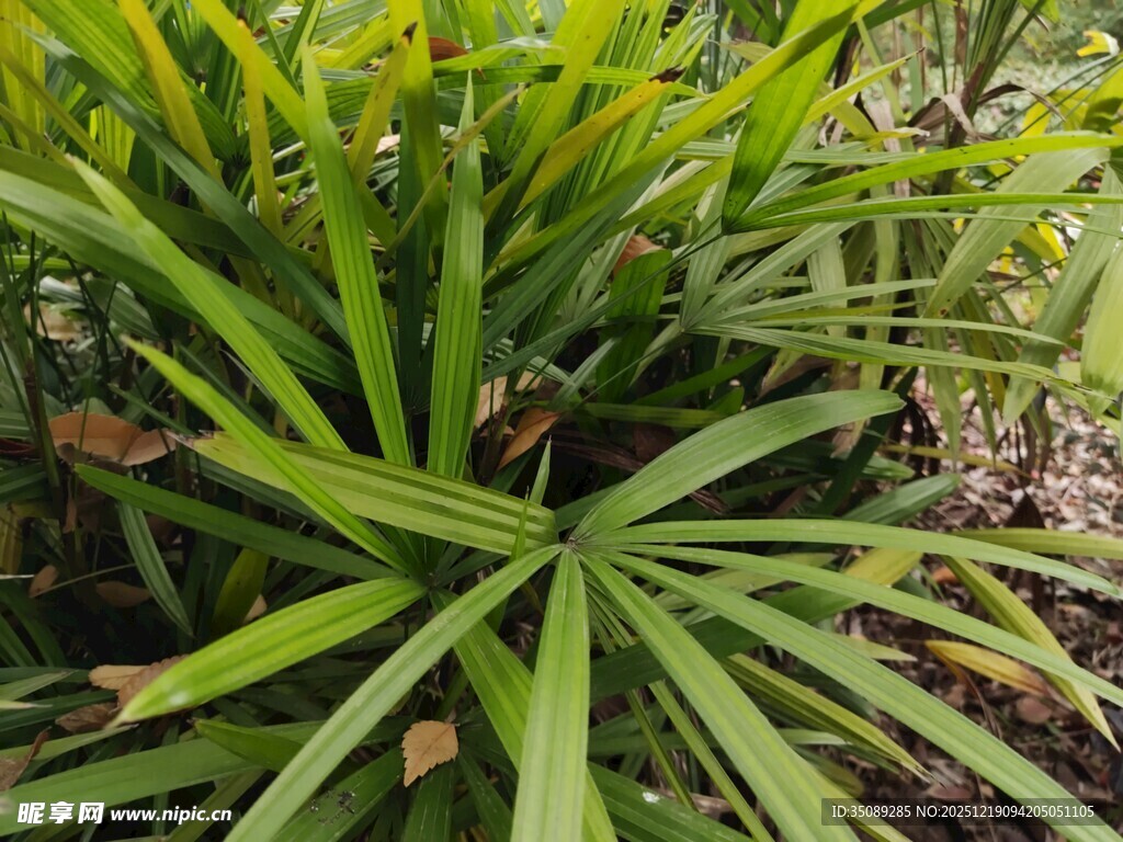 翠绿棕竹植物特写