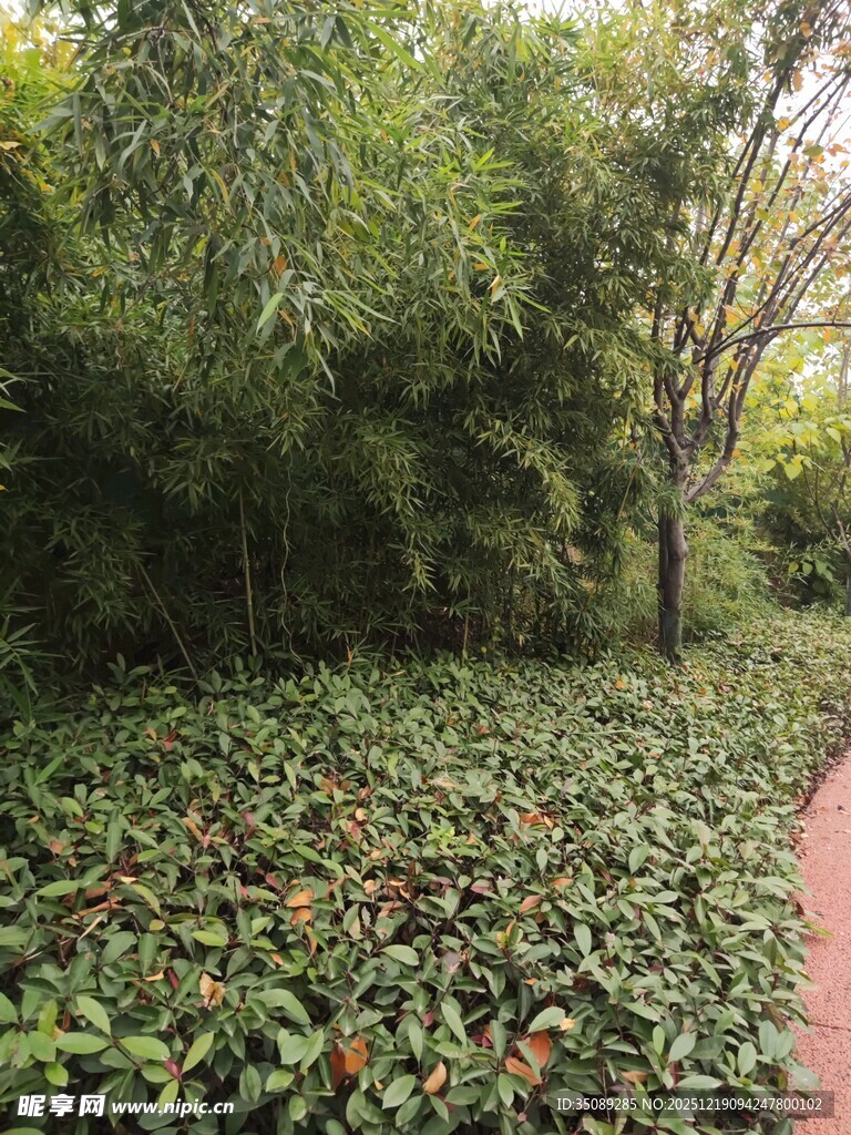 林间绿植覆盖的幽静小径