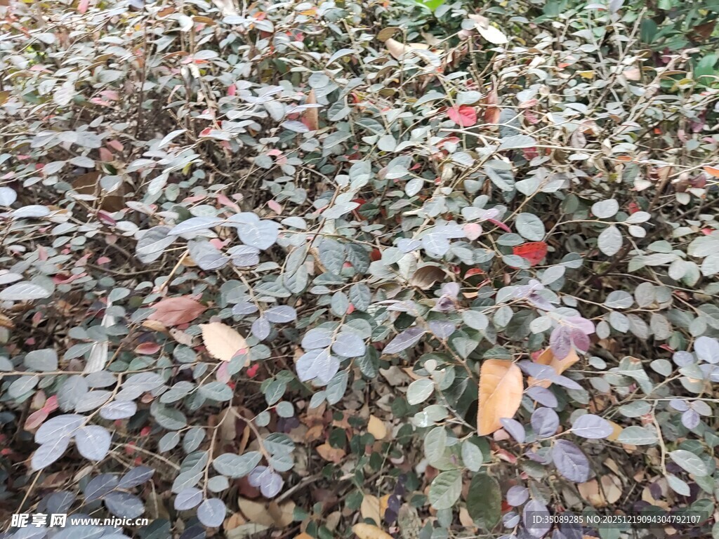 地面上的多彩落叶景象