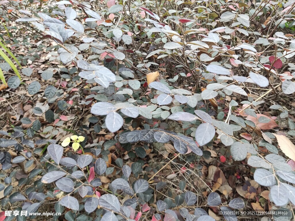 地面上的多彩落叶景象