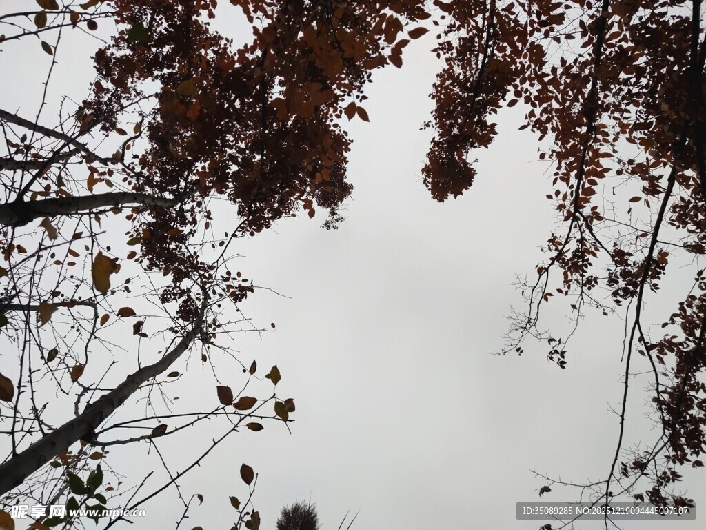 仰视秋日树枝与灰白天空