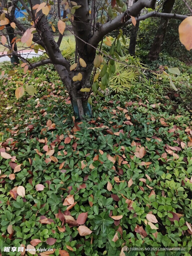 树下落叶与绿植景观