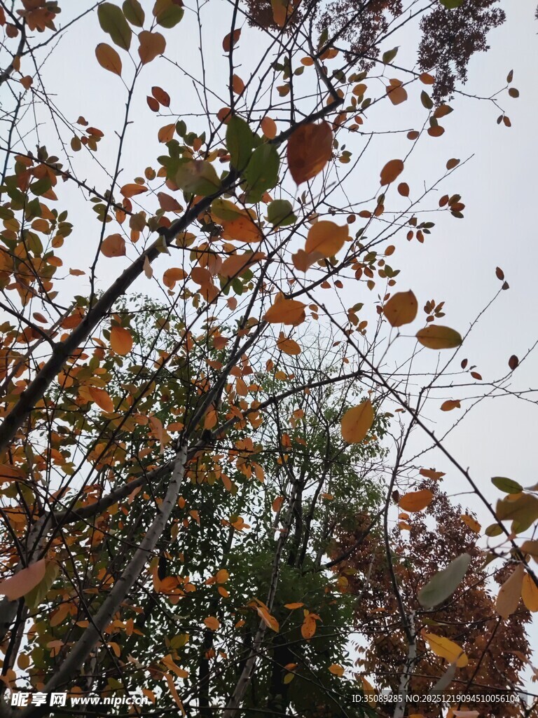 秋日枝头斑斓树叶景象