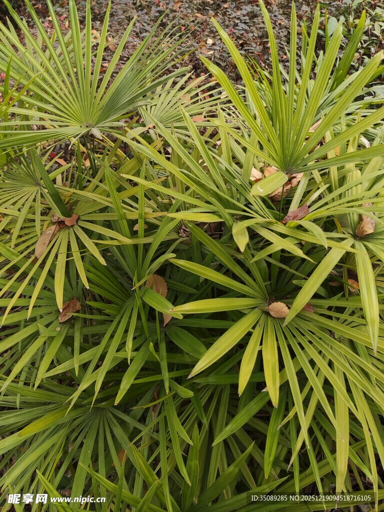 翠绿棕竹植物特写