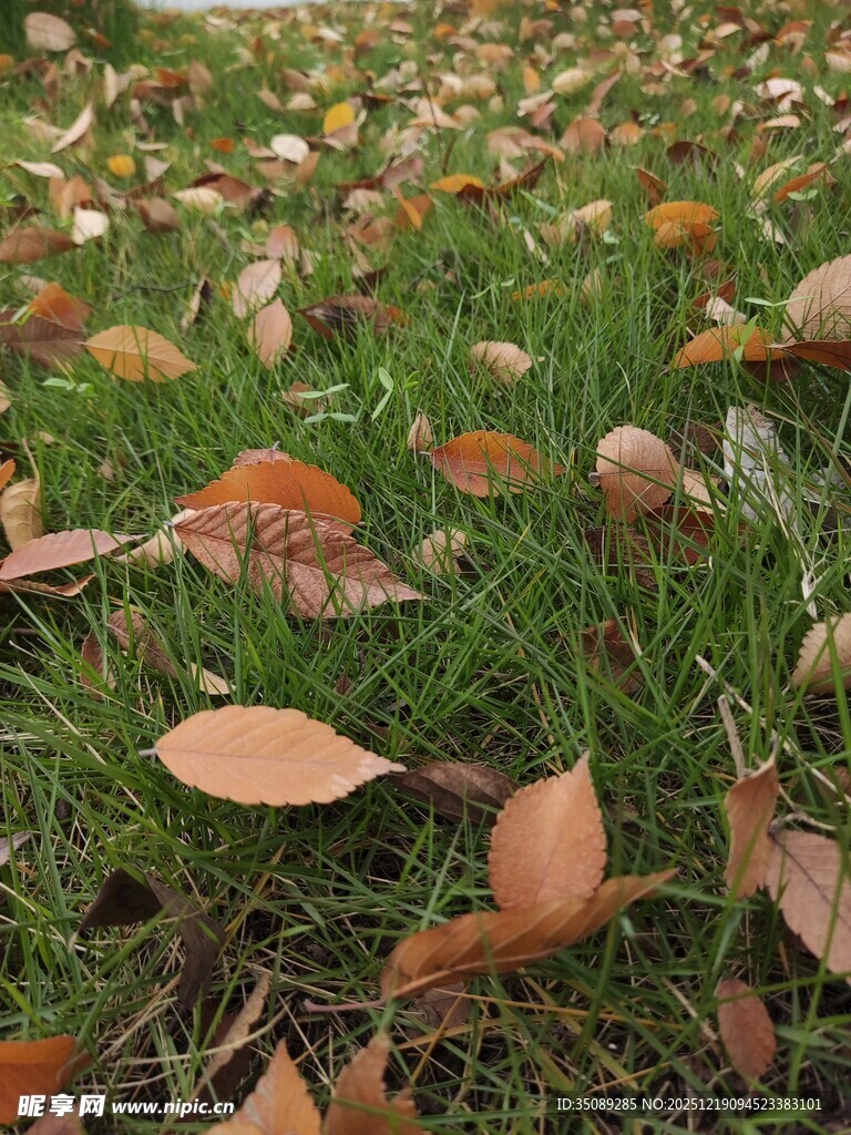 草地上的落叶