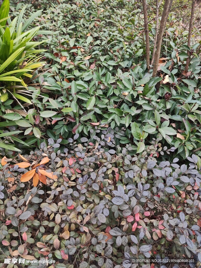 多样多肉植物景观