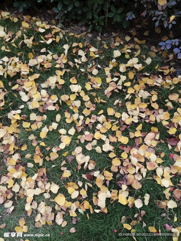秋日草坪上的斑斓落叶