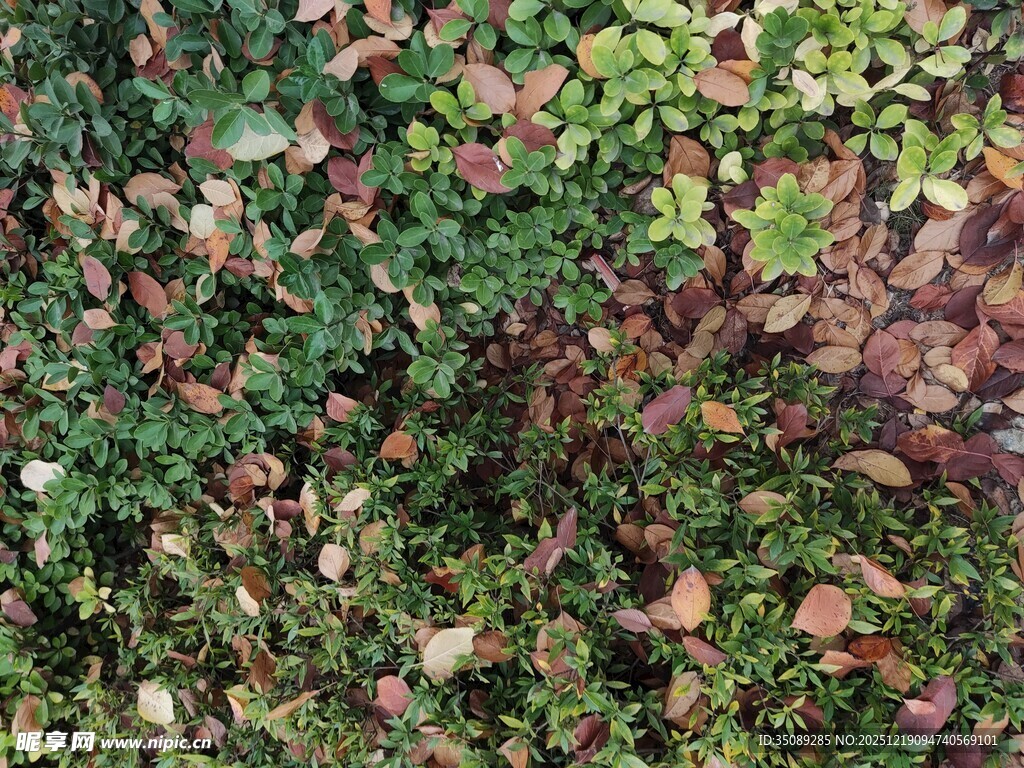 地面上的多彩落叶与绿植