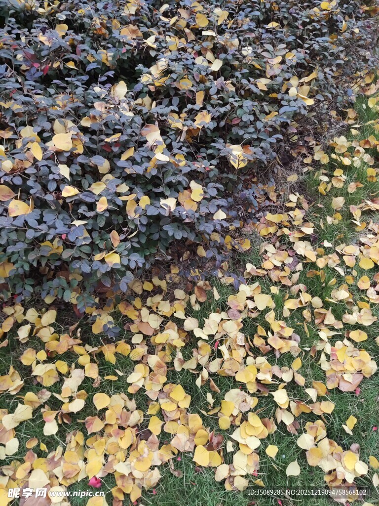 秋日落叶缤纷的美丽景致