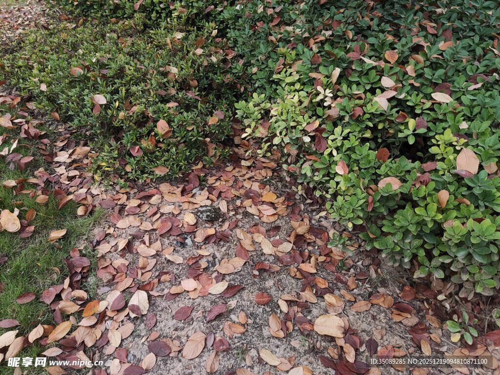 落叶铺径的绿植景观