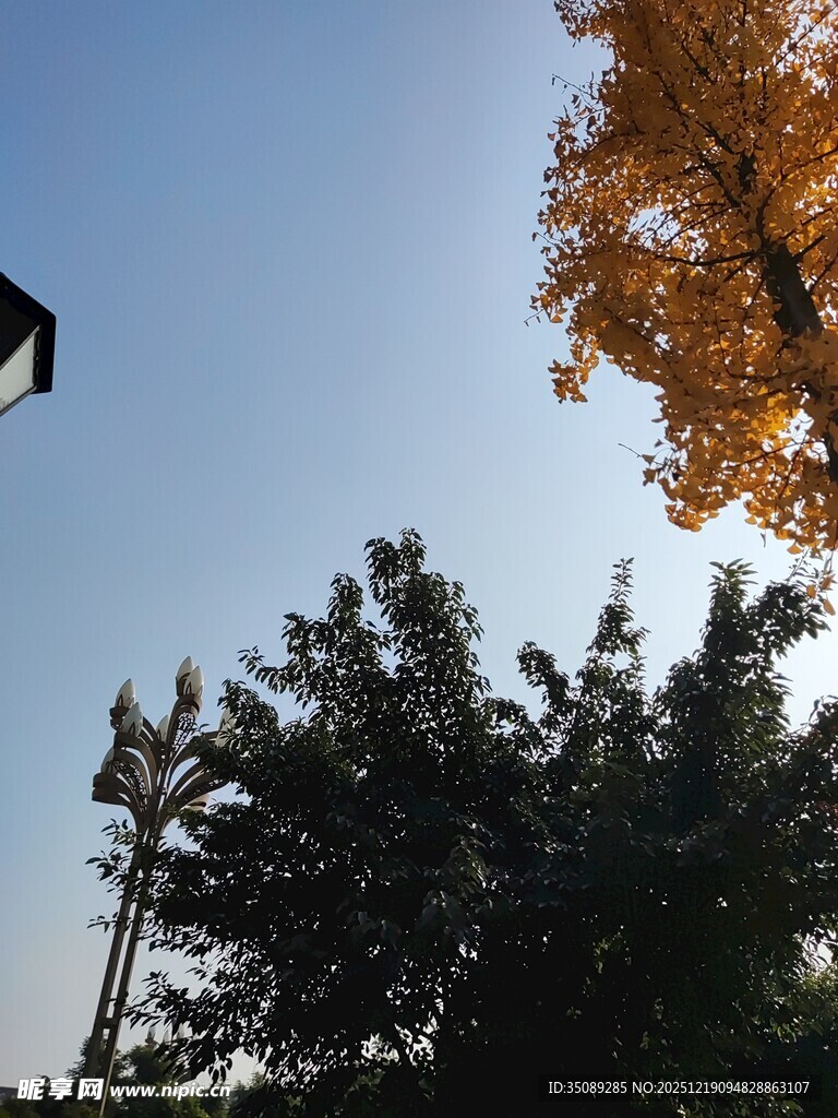 秋日树梢蓝天黄叶绿树