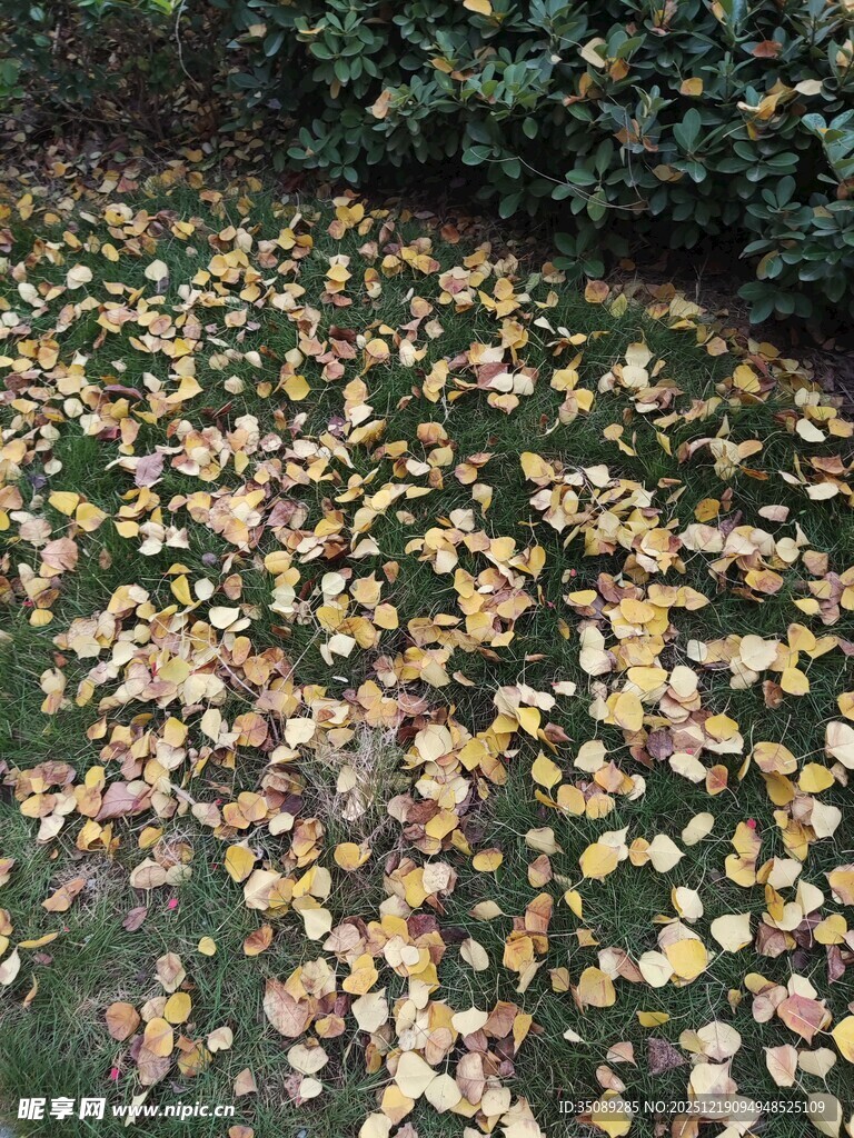 落叶铺地的秋日美景