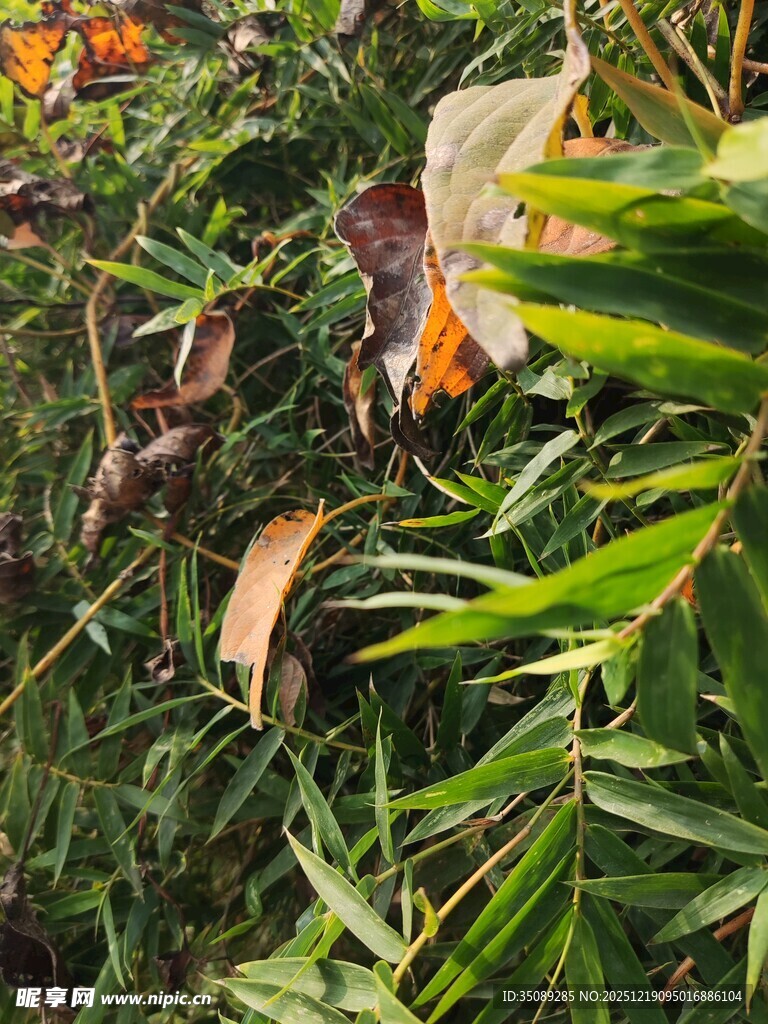 翠绿植物中的多彩叶片