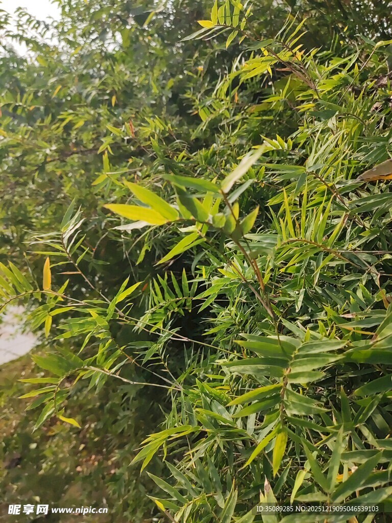 翠绿繁茂的竹林景致