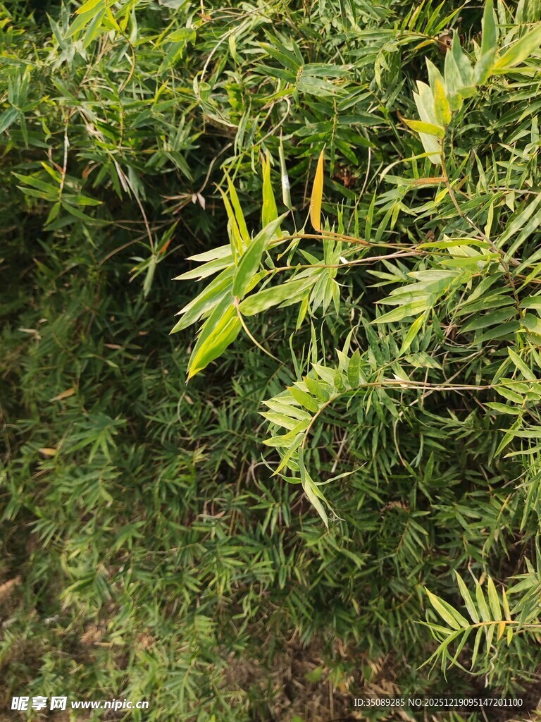 翠绿竹叶生机盎然