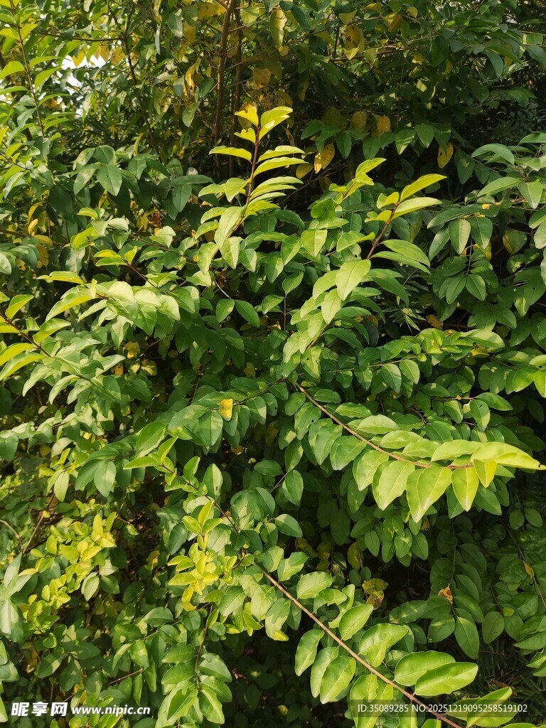 翠绿繁茂的羽状叶片植物