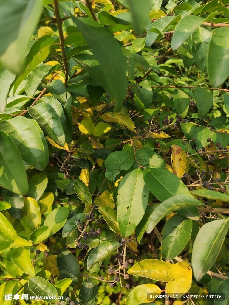 绿叶间的多彩植物景致