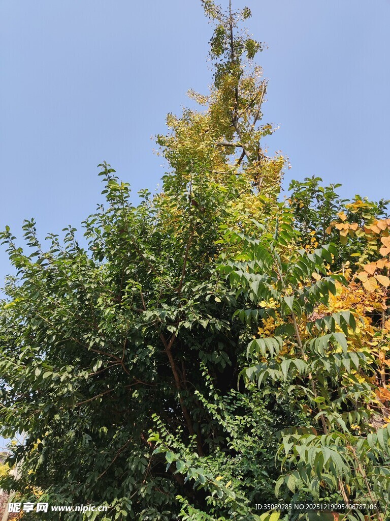 繁茂绿树蓝天映衬美景