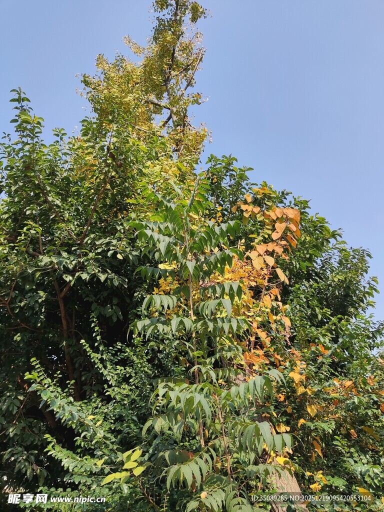 秋日葱郁树木景观