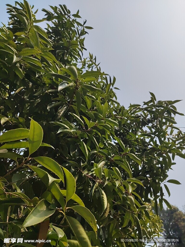 繁茂绿树枝叶葱茏