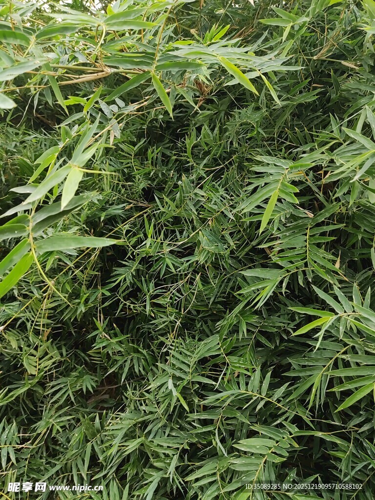 翠绿繁茂的竹叶景观