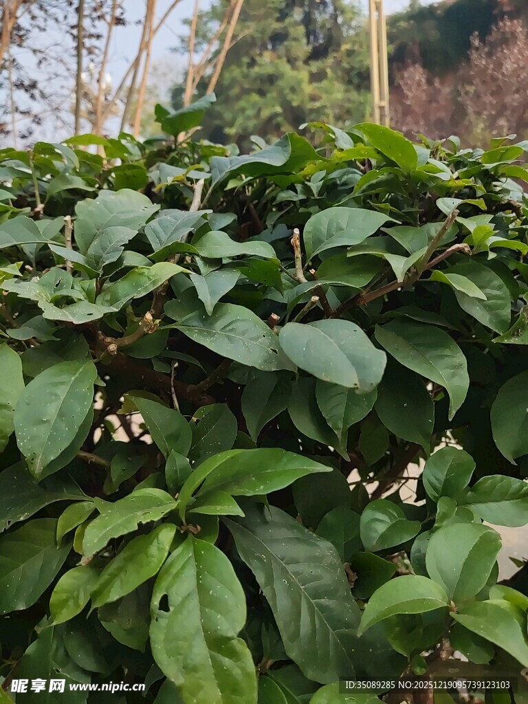 繁茂绿叶间的清新植物