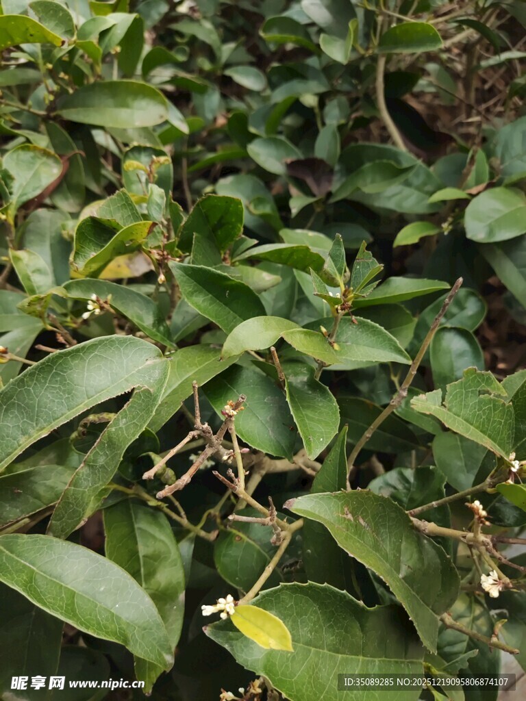 绿叶丛中的小花