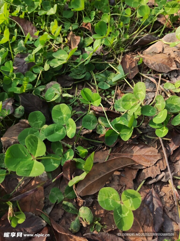 地面上的嫩绿植物与枯叶