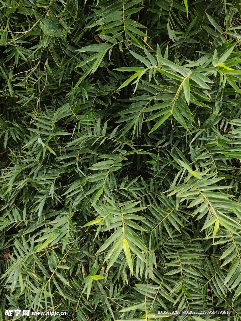 茂密翠绿的羽状叶片植物