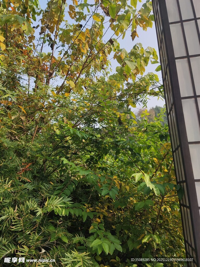 窗边繁茂绿植景致