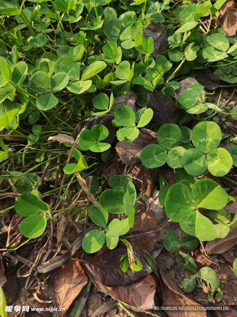 地面上的嫩绿三叶草植物