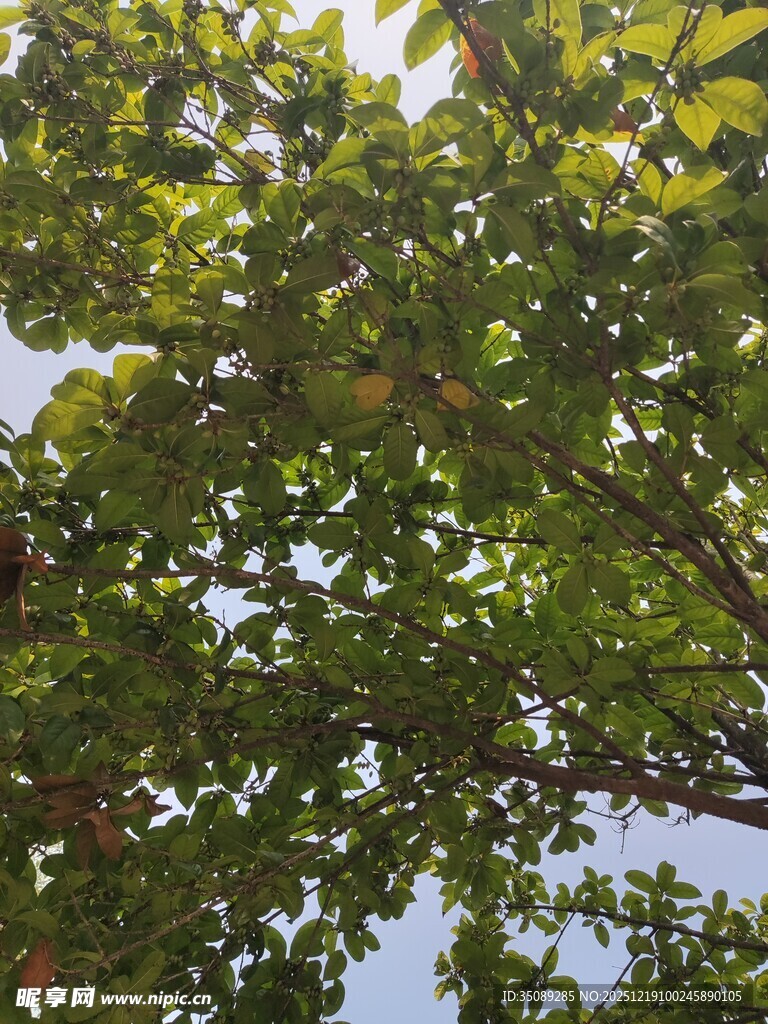 仰视茂密枝叶的翠绿树冠