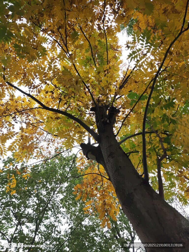 仰望金黄树叶的高大树木