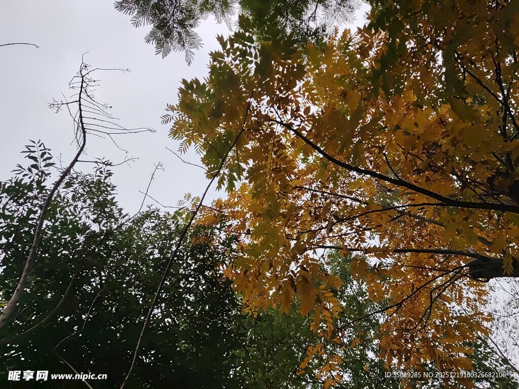 秋日树梢的斑斓景致