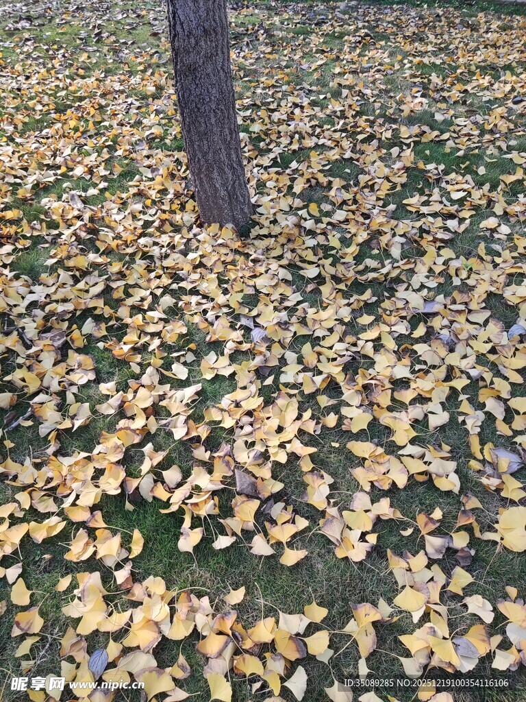 树下金黄银杏落叶美景