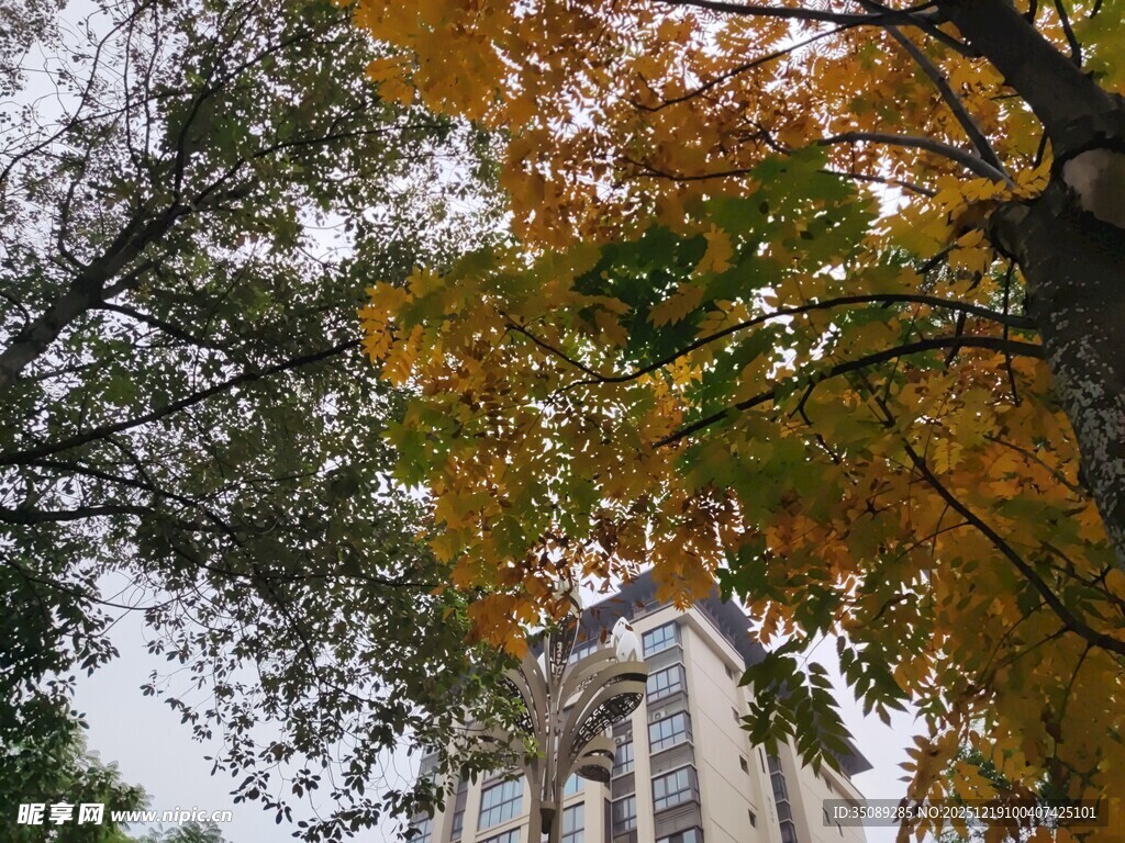 秋日树下的欧式建筑景致