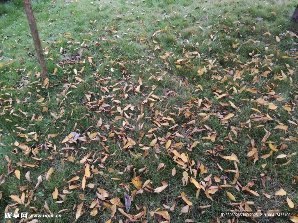 地面散落的枯黄落叶