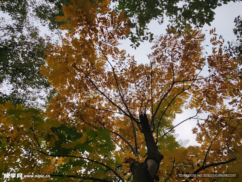 秋日斑斓树冠景象