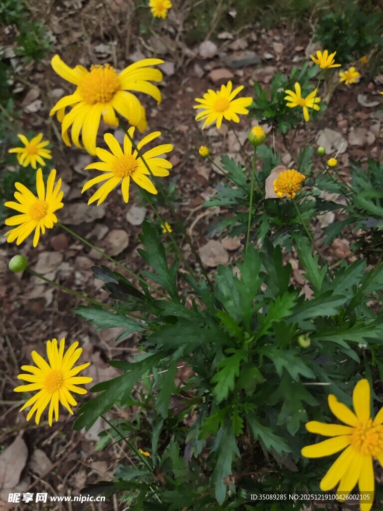 地上绽放的黄色小花