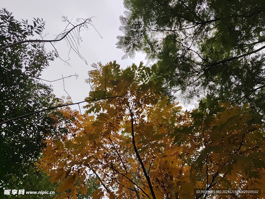 秋日林间斑斓树梢