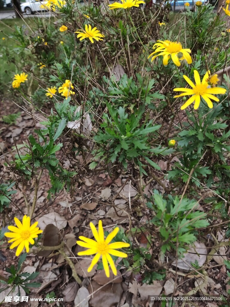 黄色小花绽放于地面
