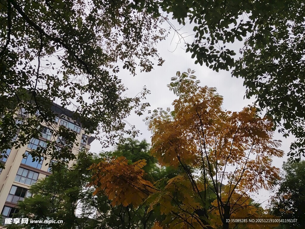 秋日树梢与楼景