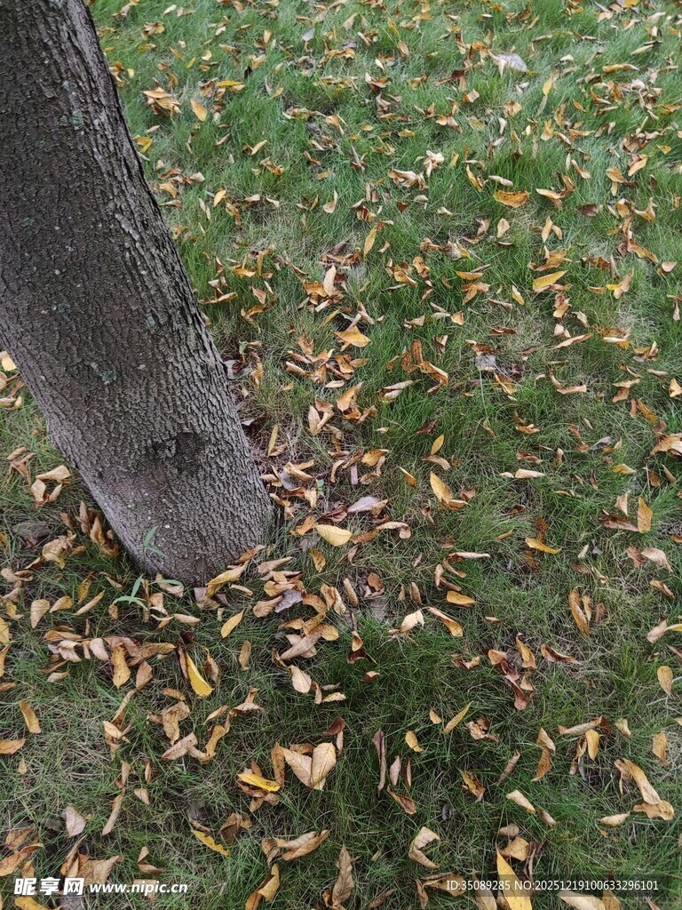 树干下的缤纷落叶