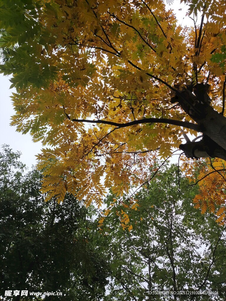 秋日斑斓树冠美景